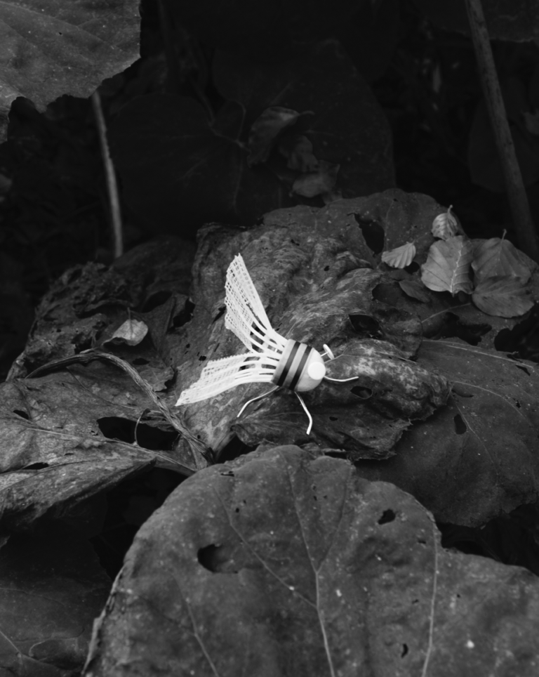 Fly, 2019