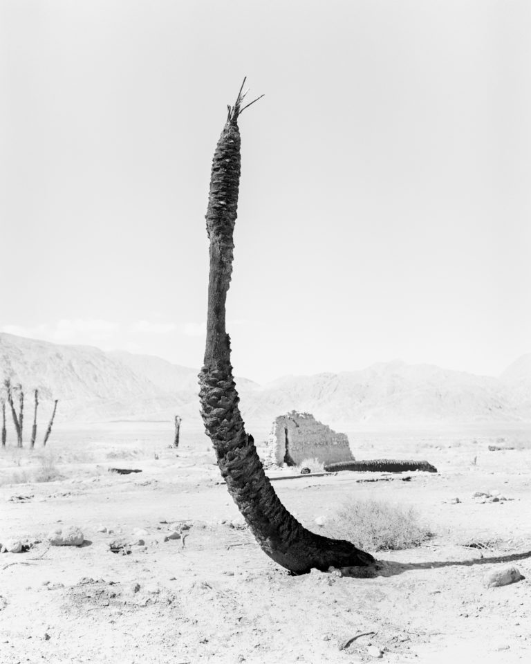 Palm 06, Conference of the Birds, 2019
140 cm x 110 cm
Archival Pigment Print
Hahnemuehle Photo Rag
Sybren Vanoverberghe - Courtesy of the artist and Stieglitz19